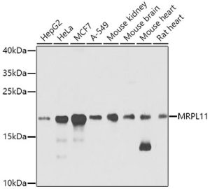 MRPL11 Rabbit pAb
