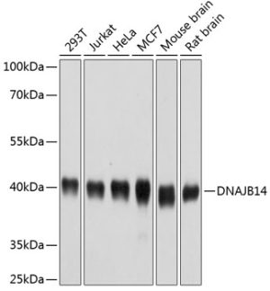 DNAJB14 Rabbit pAb