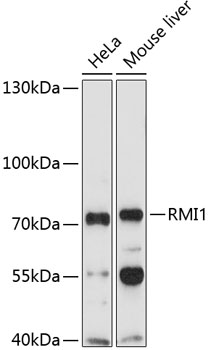 RMI1 Rabbit pAb