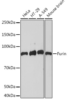 Furin Rabbit mAb