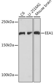 EEA1 Rabbit mAb