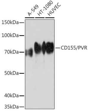 CD155/PVR Rabbit mAb