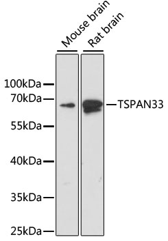 TSPAN33 Rabbit pAb