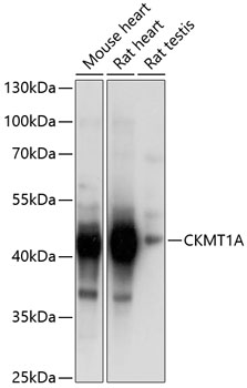 CKMT1A Rabbit pAb