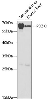PDZK1 Rabbit pAb