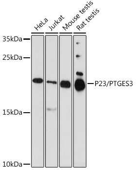 P23/PTGES3 Rabbit pAb