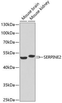 SERPINE2 Rabbit pAb