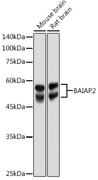 BAIAP2 Rabbit pAb