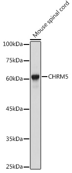 CHRM5 Rabbit pAb