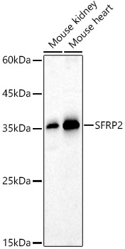 SFRP2 Rabbit pAb