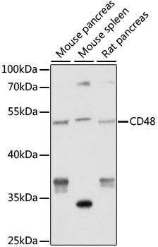 CD48 Rabbit pAb