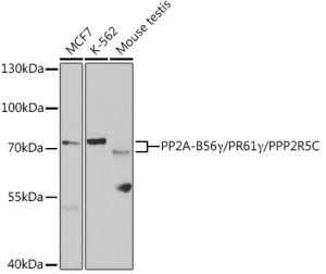 PP2A-B56γ/PR61γ/PPP2R5C Rabbit pAb