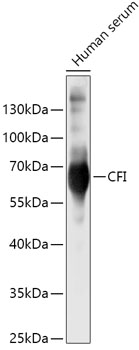 CFI Rabbit pAb
