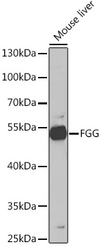 FGG Rabbit pAb