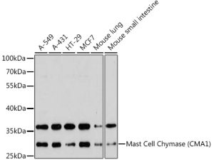 Mast Cell Chymase (CMA1) Rabbit pAb