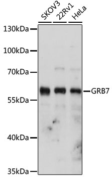 GRB7 Rabbit pAb