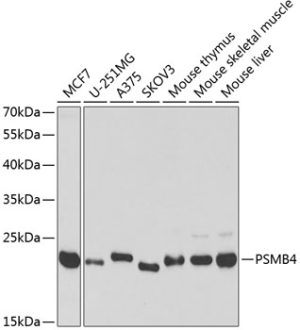 PSMB4 Rabbit pAb