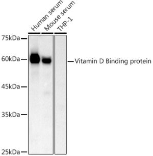 Vitamin D Binding protein Rabbit pAb
