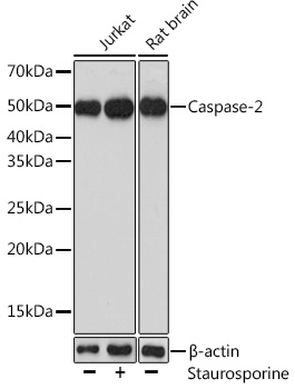 Caspase-2 Rabbit pAb