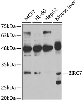 BIRC7 Rabbit pAb