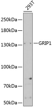 GRIP1 Rabbit pAb