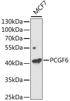 PCGF6 Rabbit pAb