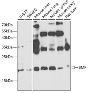 BMF Rabbit pAb