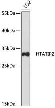 HTATIP2 Rabbit pAb