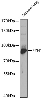 EZH1 Rabbit pAb