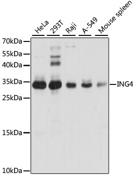 ING4 Rabbit pAb