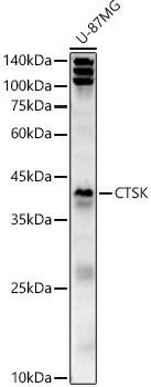 CTSK Rabbit pAb