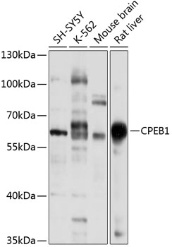 CPEB1 Rabbit pAb
