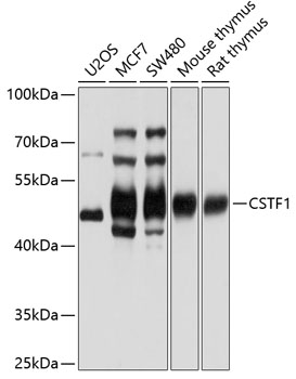 CSTF1 Rabbit pAb