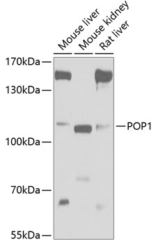 POP1 Rabbit pAb