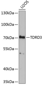 TDRD3 Rabbit pAb
