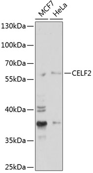 CELF2 Rabbit pAb