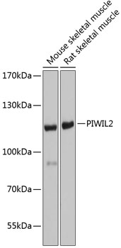 PIWIL2 Rabbit pAb