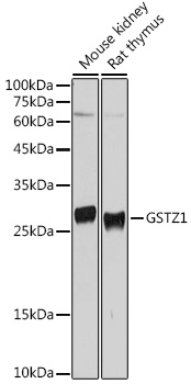 GSTZ1 Rabbit pAb
