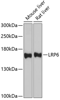 LRP6 Rabbit pAb