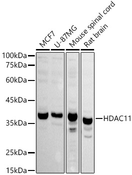 HDAC11 Rabbit pAb