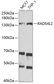 RAD54L2 Rabbit pAb