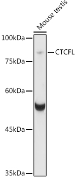 CTCFL Rabbit pAb