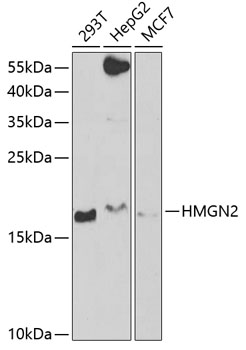 HMGN2 Rabbit pAb
