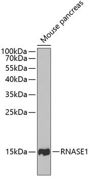 RNASE1 Rabbit pAb