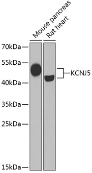KCNJ5 Rabbit pAb
