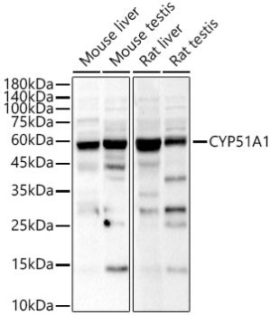CYP51A1 Rabbit pAb