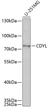 CDYL Rabbit pAb