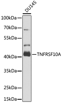 TNFRSF10A Rabbit pAb