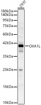 OXA1L Rabbit pAb