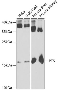 PTS Rabbit pAb
